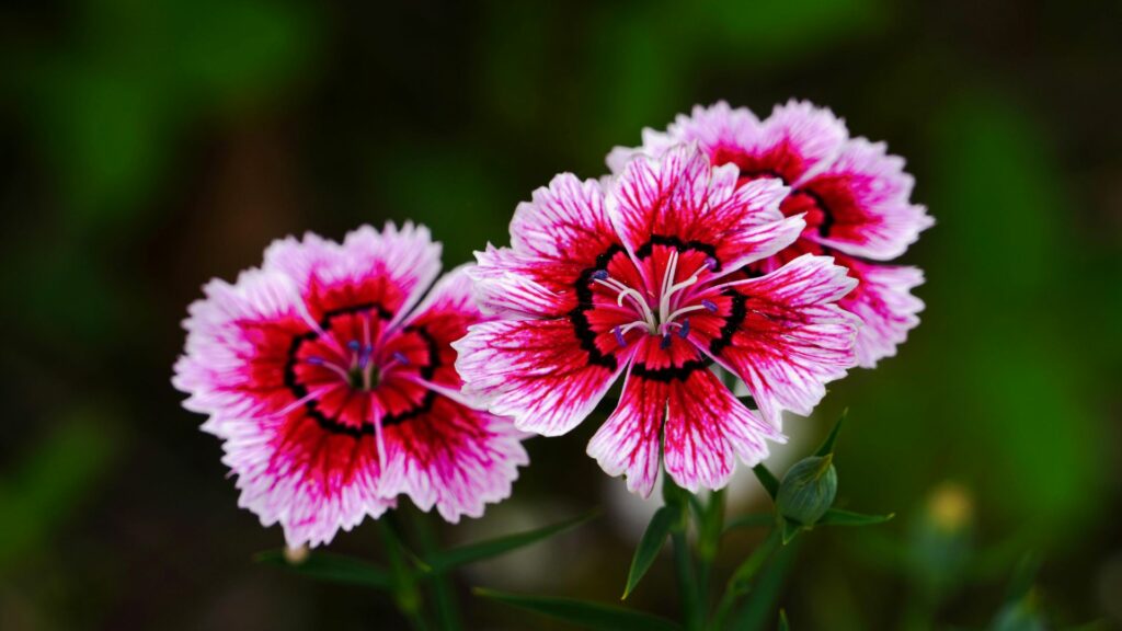 Dianthus