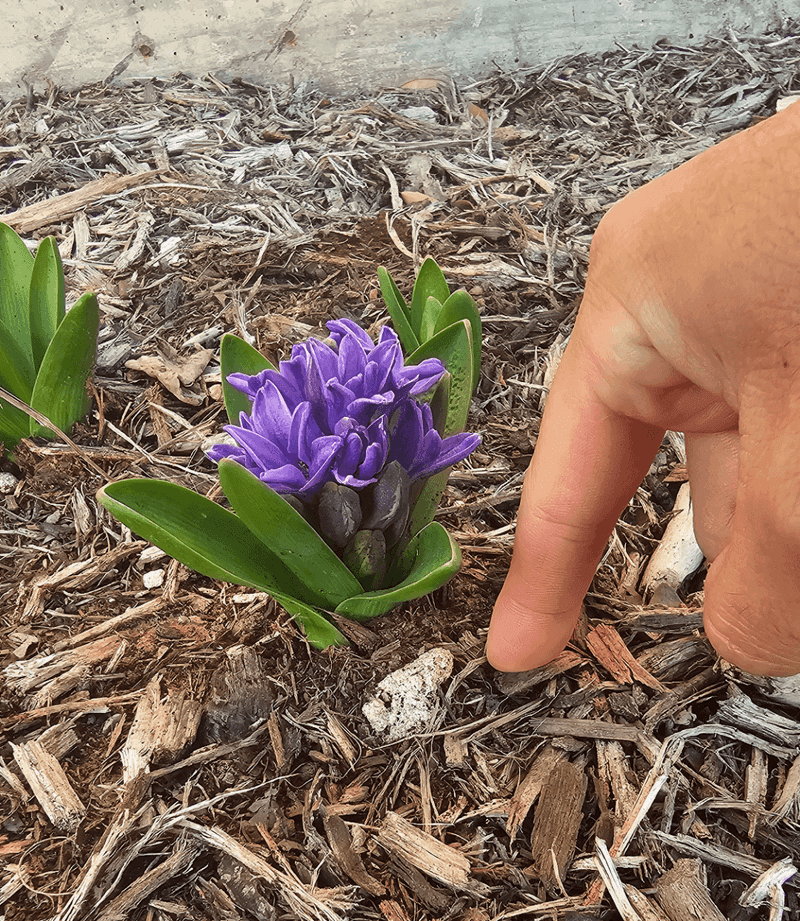 Hyacinth (Hyacinthus orientalis)