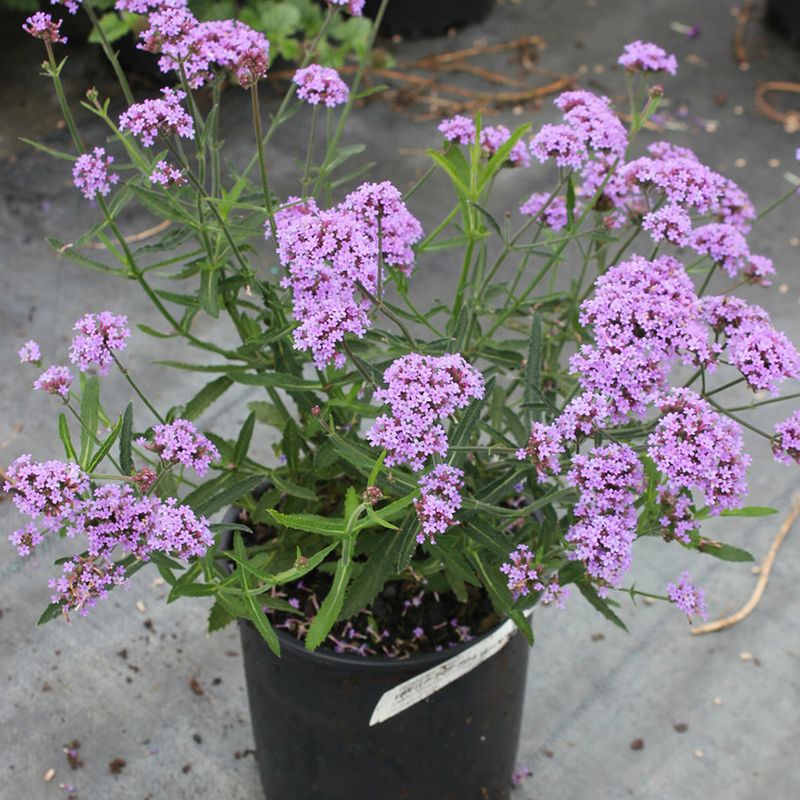 Verbena