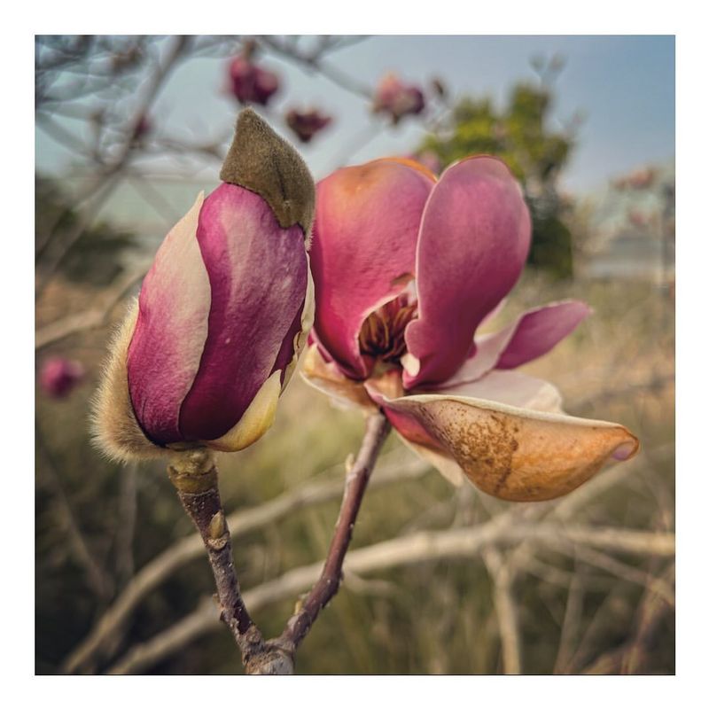 Magnolia (Magnoliaceae)