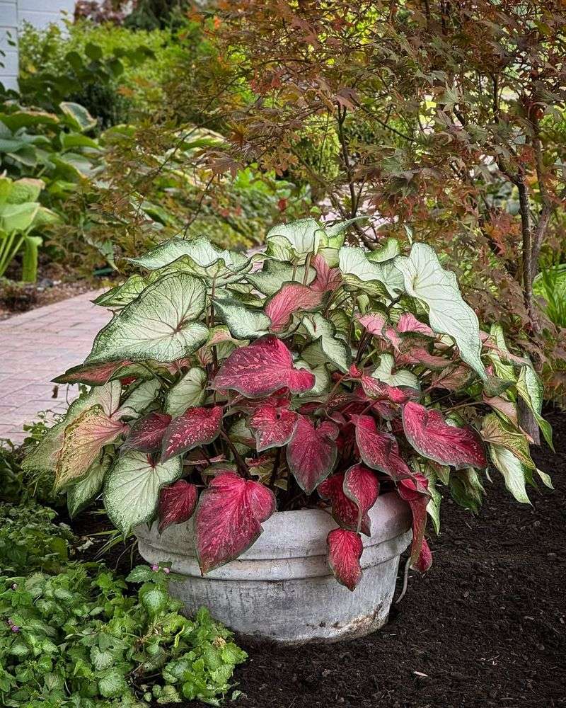 Caladium