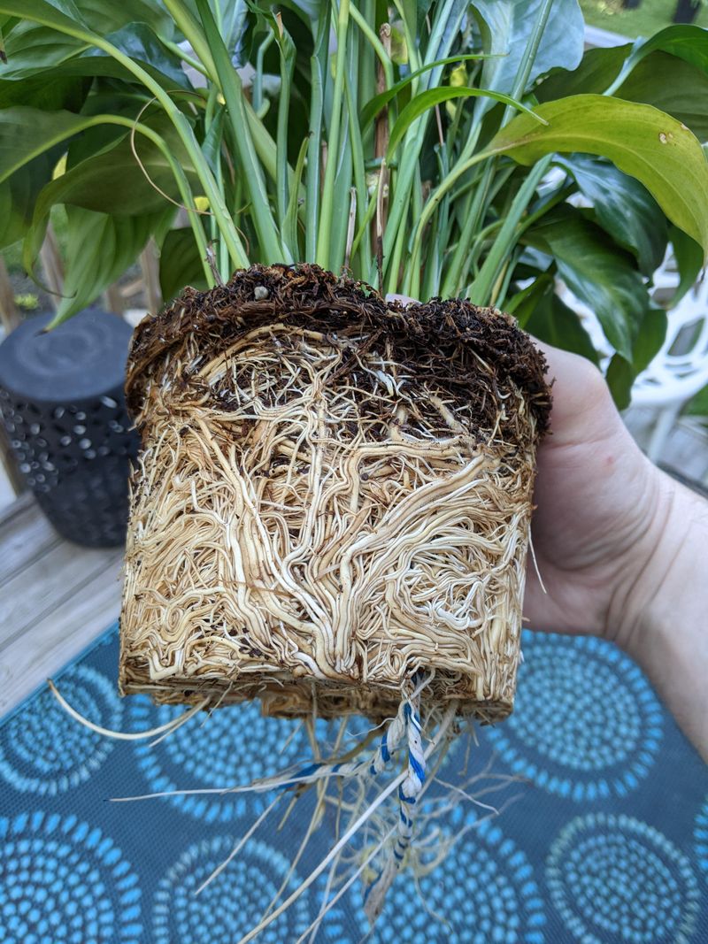 Root Rhapsody