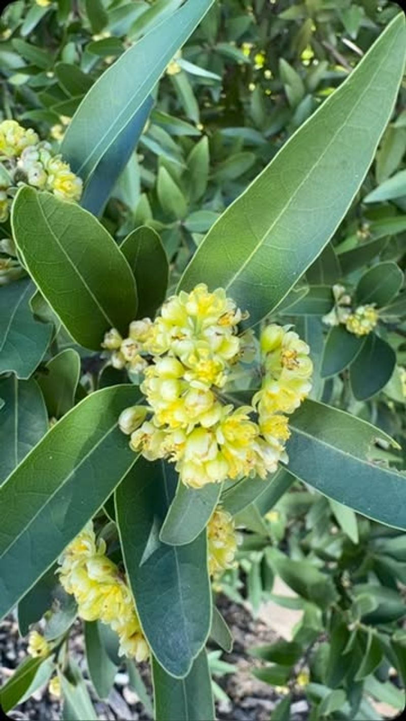 Bay Laurel