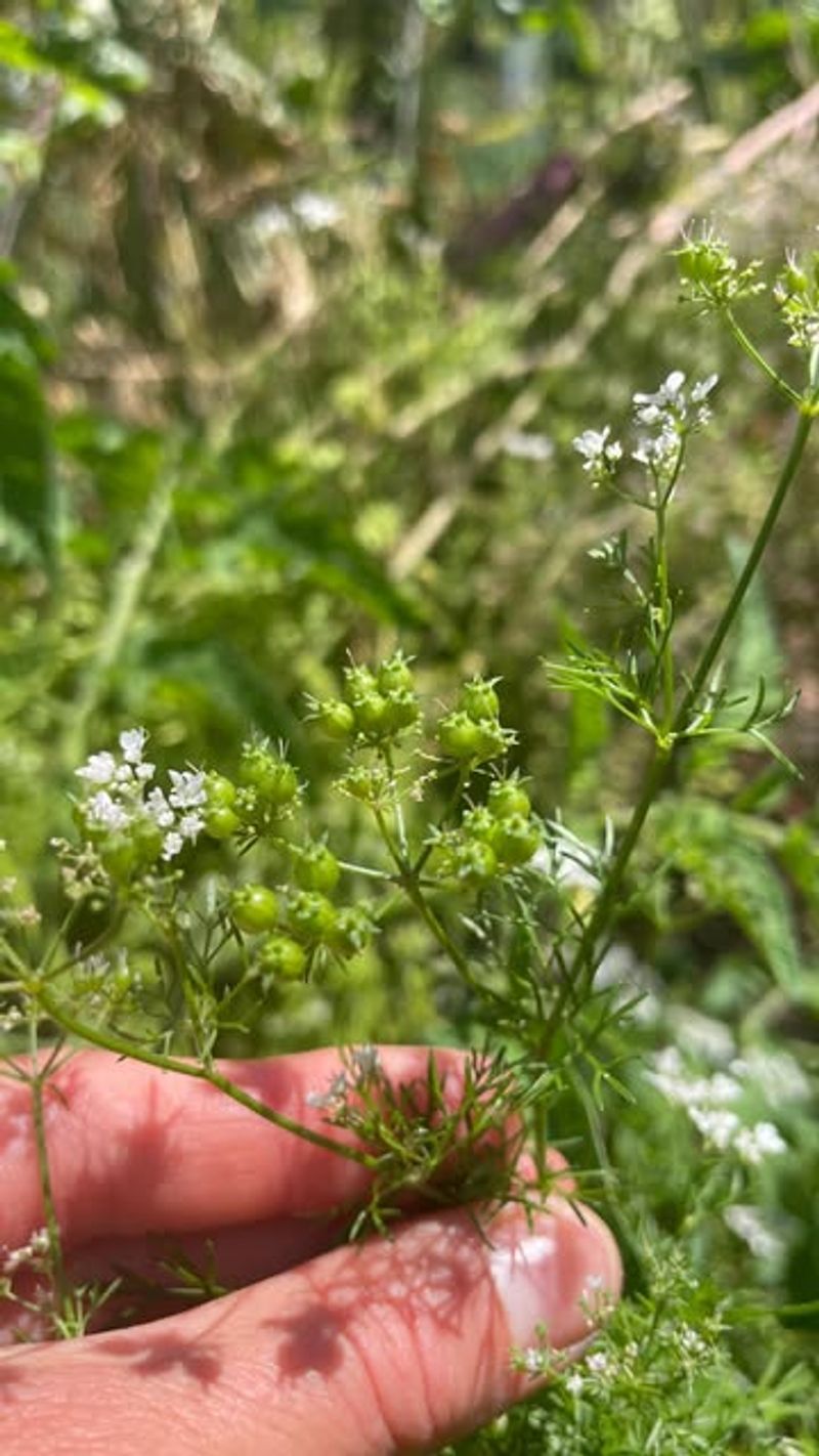 Cilantro