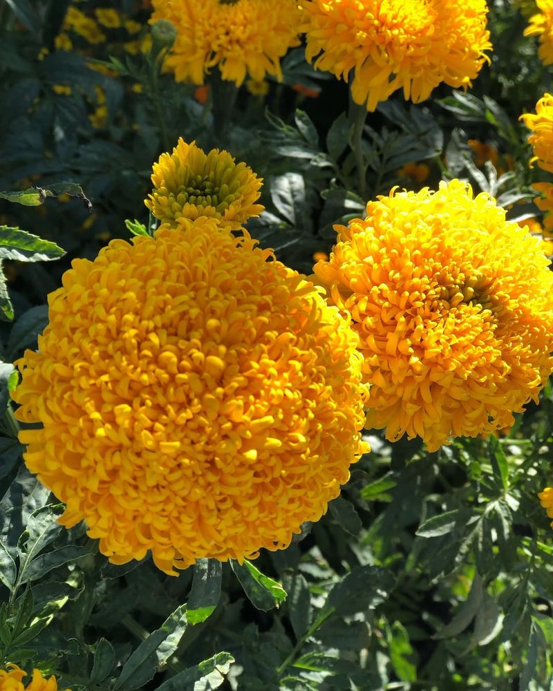 Marigolds