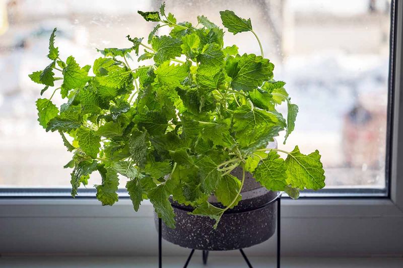 Lemon Balm