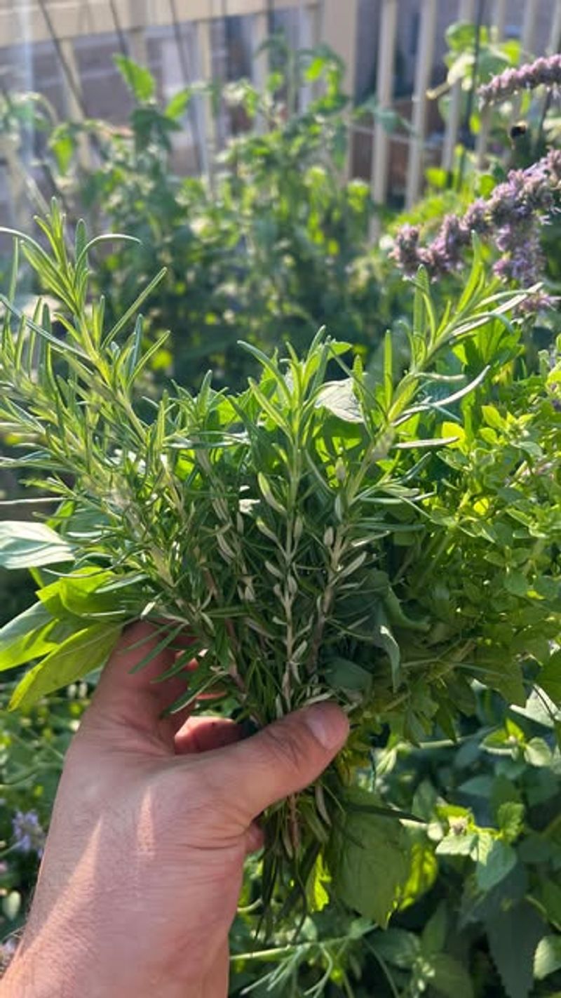 Chives + Tarragon