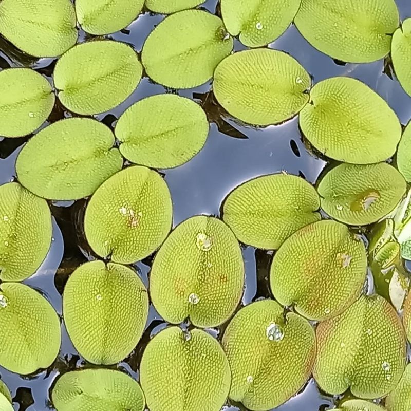 Salvinia (Salviniaceae)