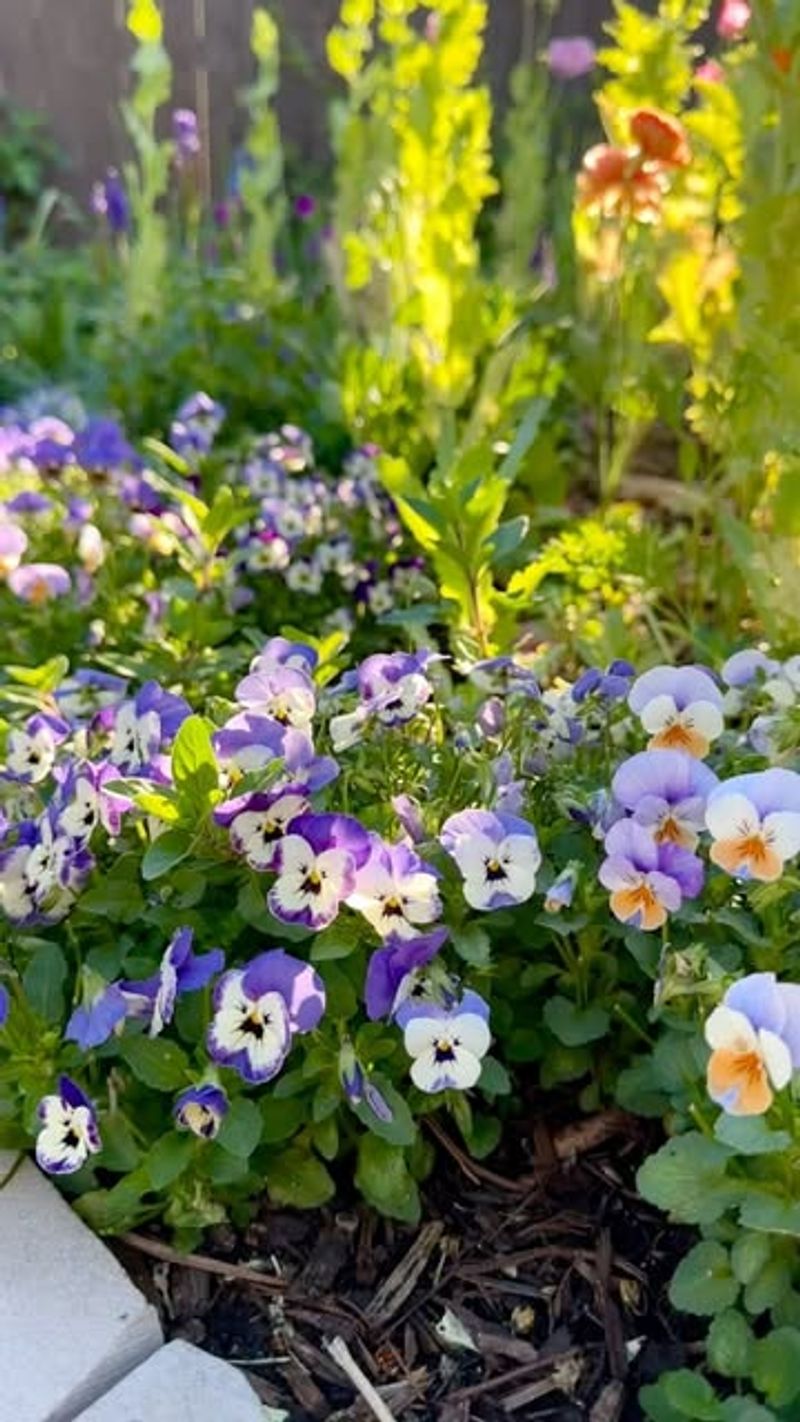 Can Horned Viola Handle Foot Traffic?