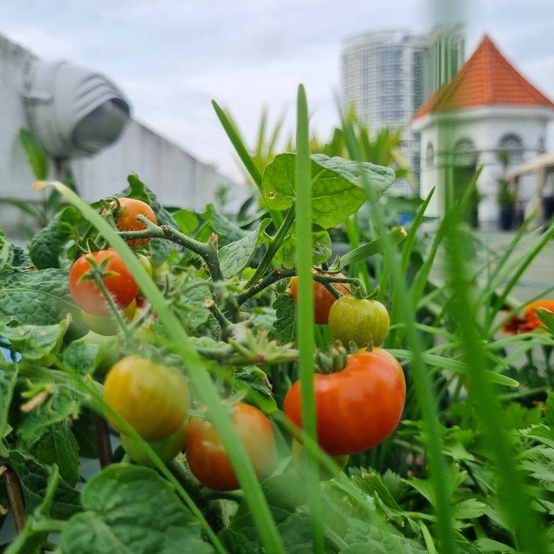 Companion Planting