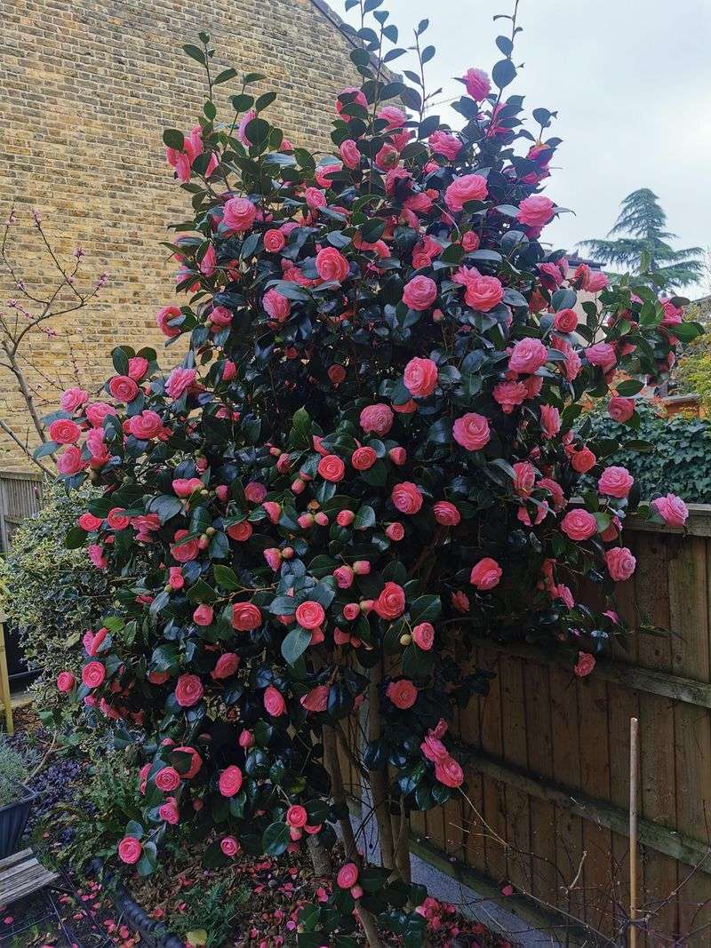 Heavenly Azaleas and Camellias