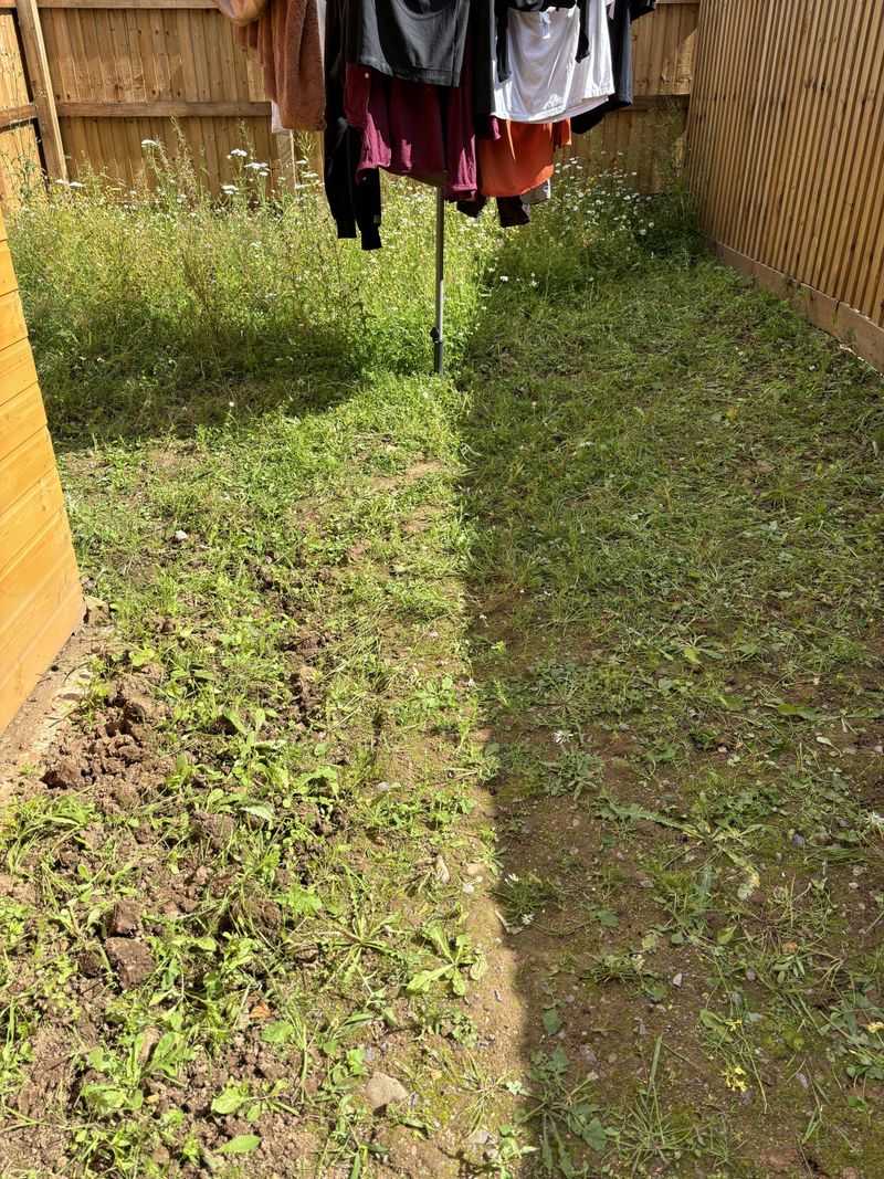 Remove Weeds Regularly