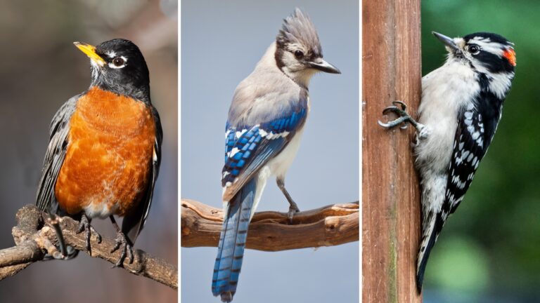 american robin, blue jay, downy woodpecker