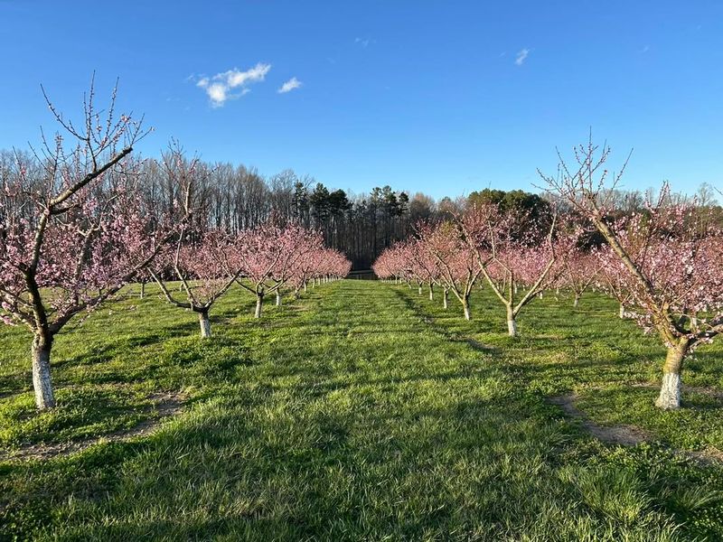 Tips For Growing A Thriving Peach Orchard From Pits