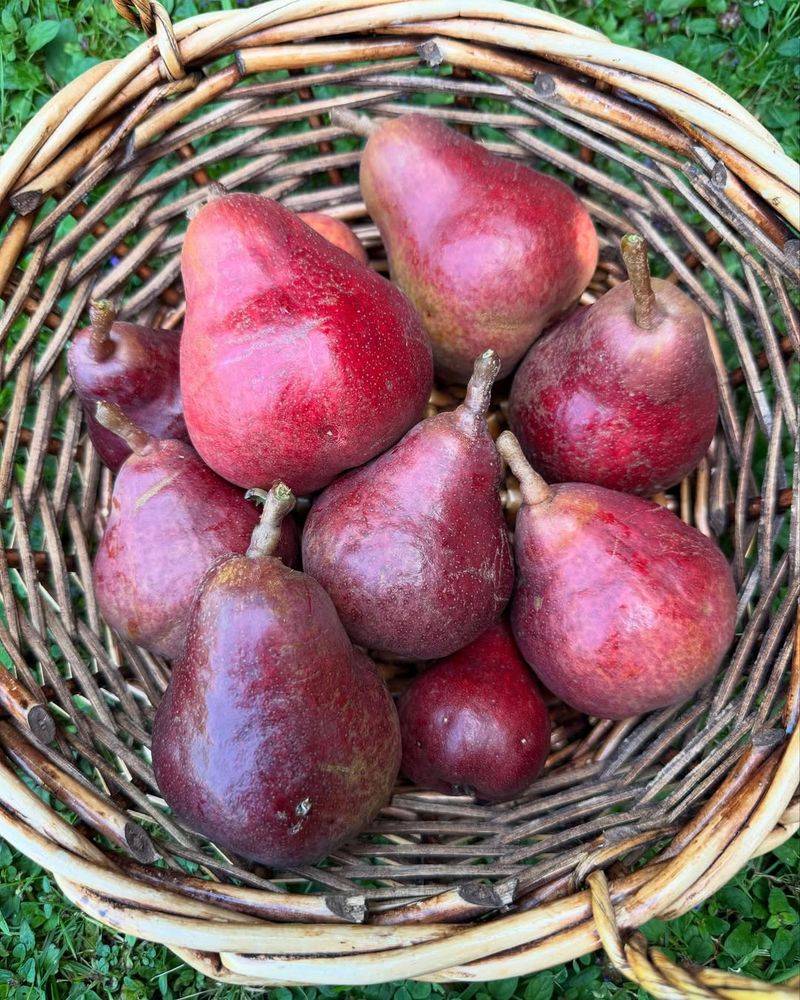 How To Harvest And Store Pears Properly