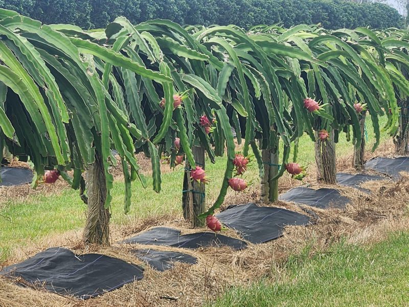 Celebrating the Joy of Gardening