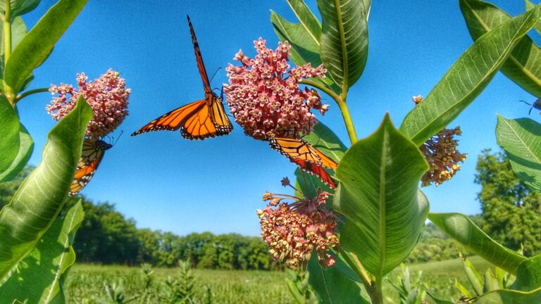 Butterflies on milkweed