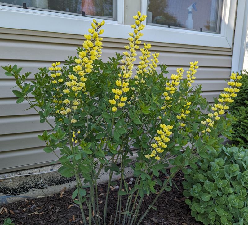 Baptisia Prefers To Be Left Alone