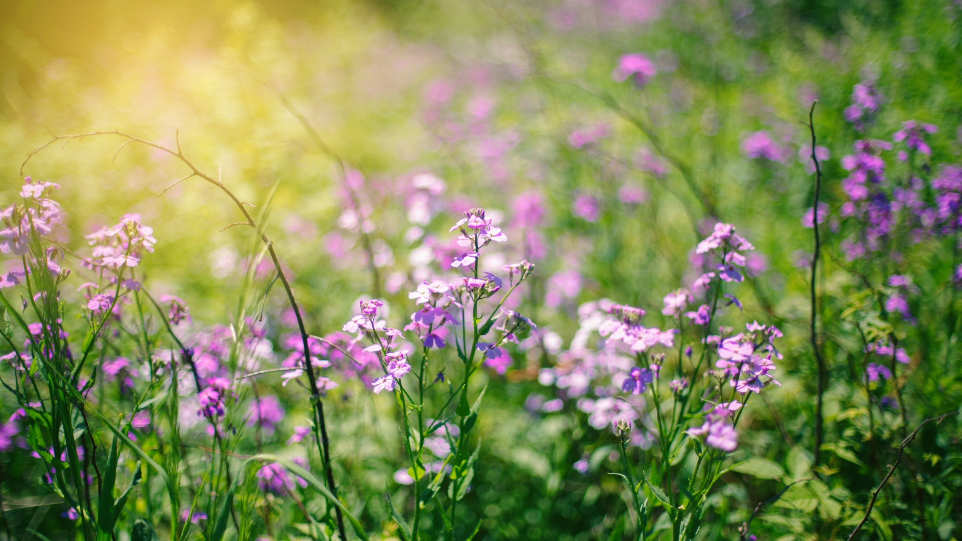 Don’t Mistake These 25 Deceiving Invasive Weeds For Flowers (Or They’ll Wreak Havoc On Your Garden)