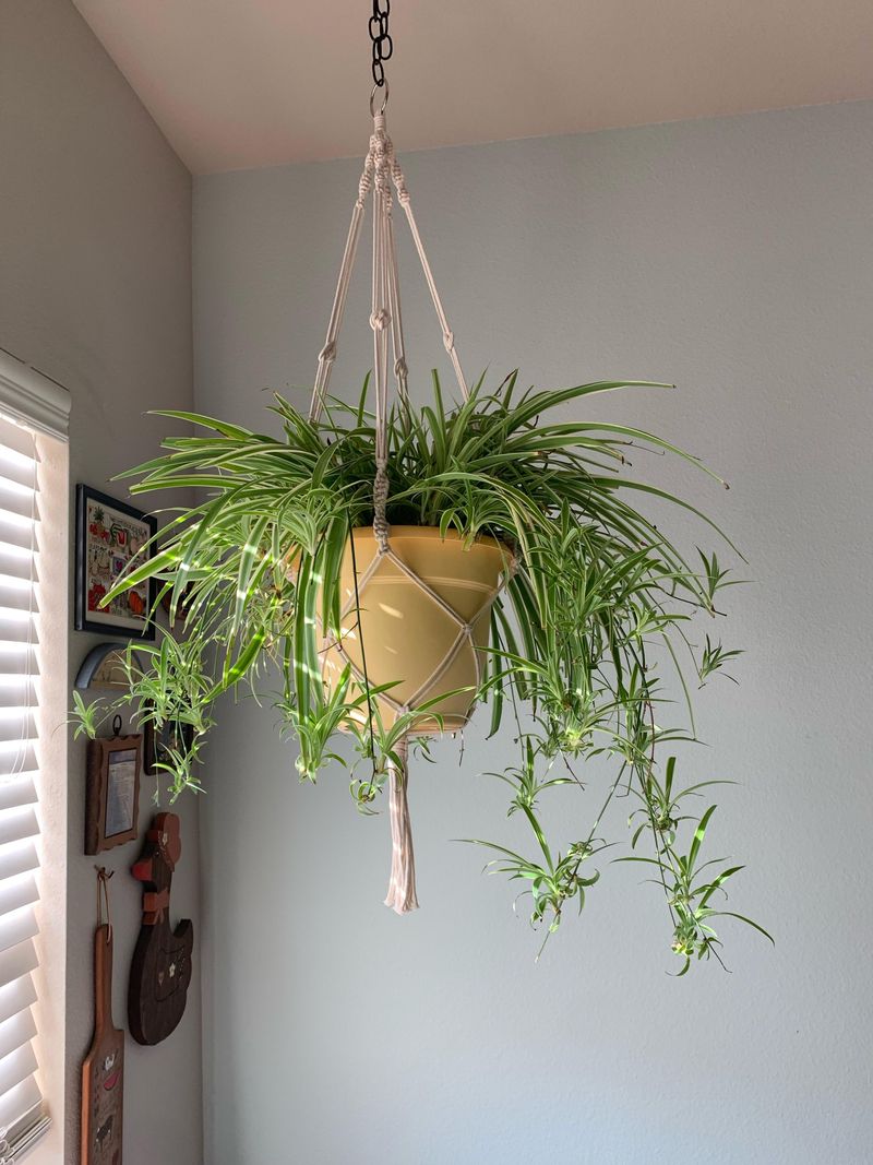 Rotate The Pot For Even Growth