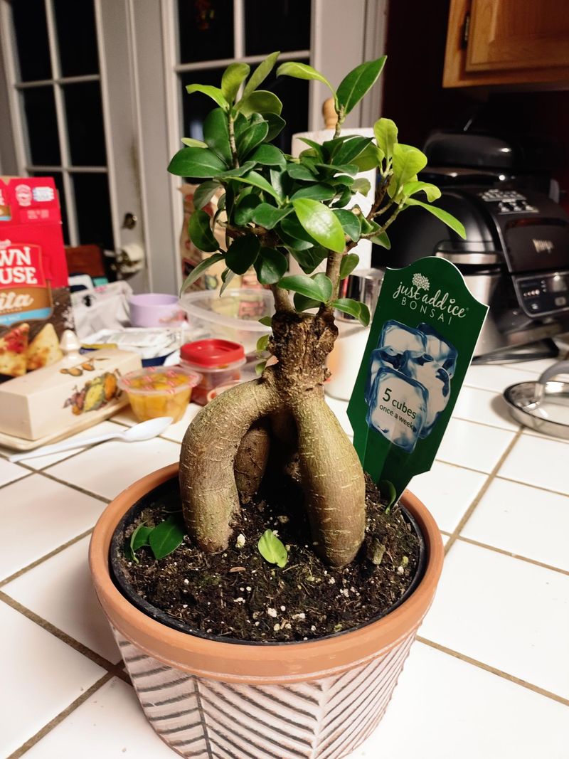 Use The Right Bonsai Tools