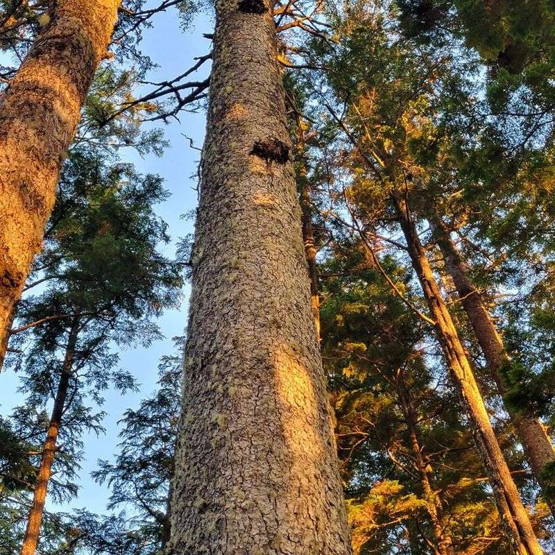 Giant Sitka Spruce (Picea sitchensis)