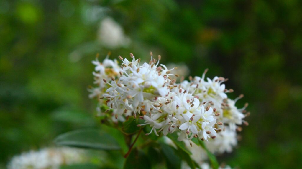 Downy Serviceberry
