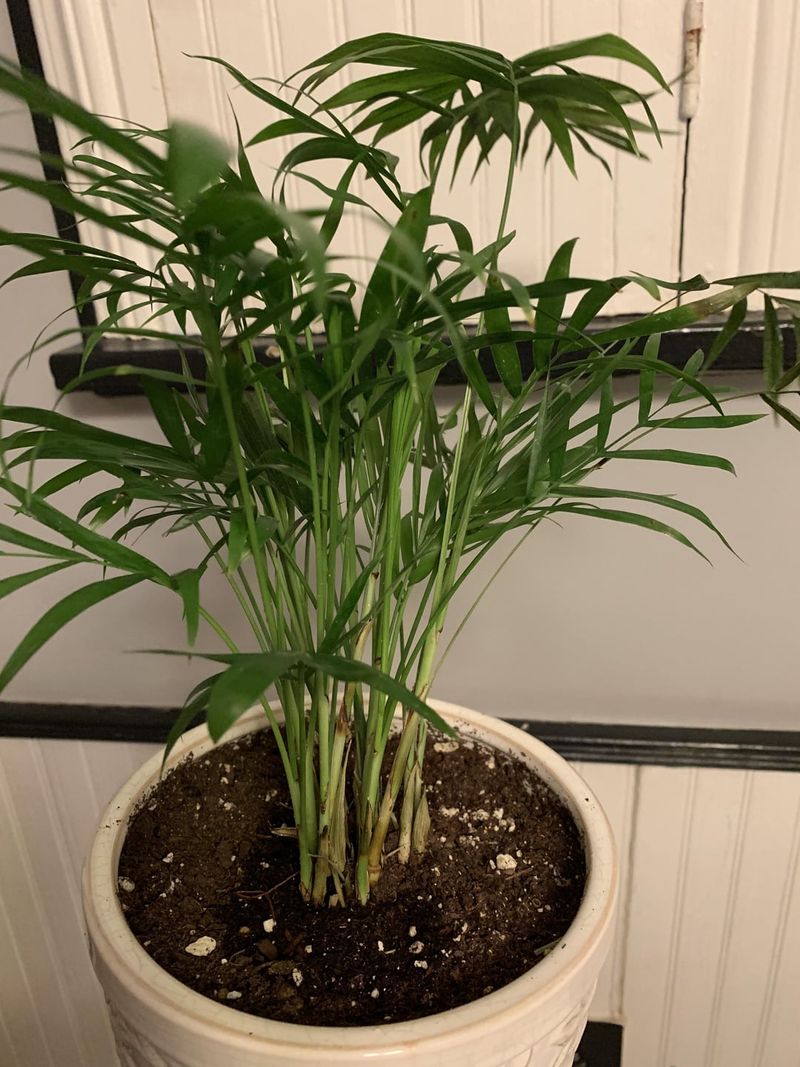 Parlor Palm – A Classic, Carefree Houseplant