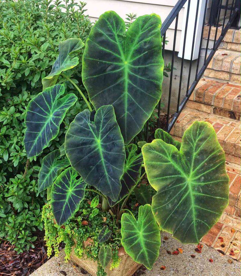 Elephant Ear