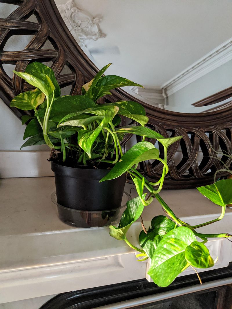 Golden Pothos