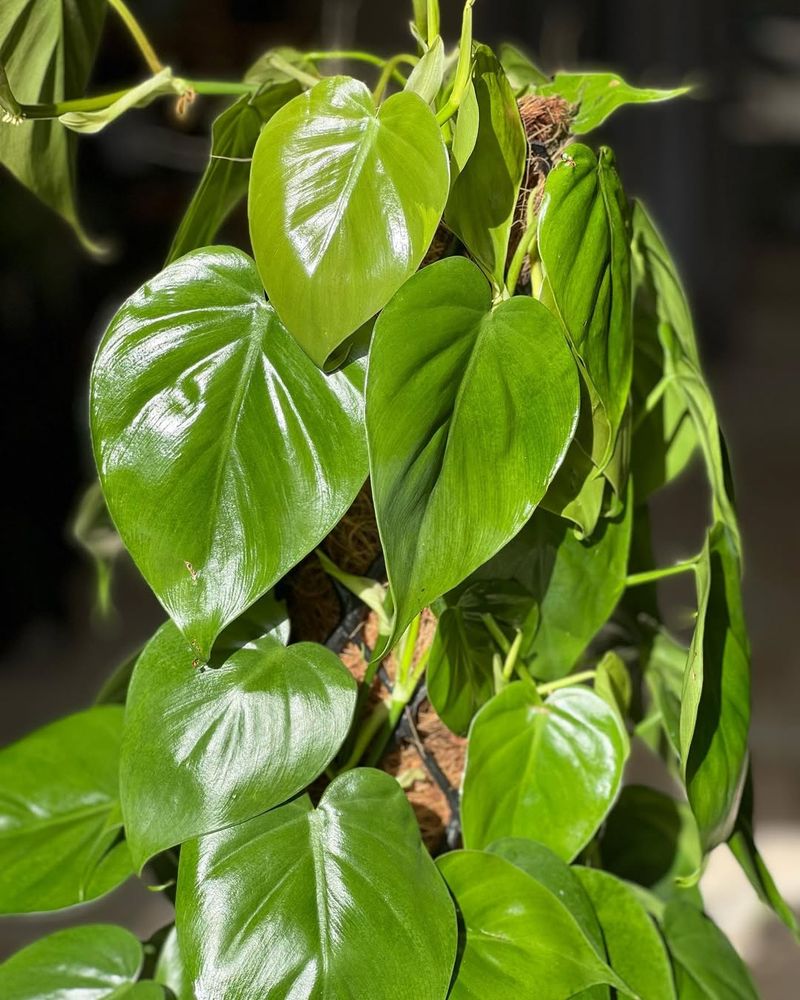 Heartleaf Philodendron