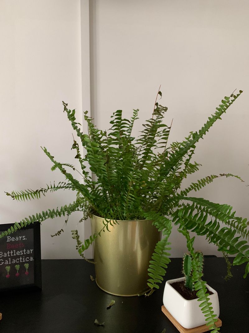 Boston Fern (Nephrolepis exaltata)