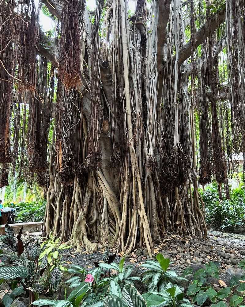 Giant Banyan (Ficus benghalensis)