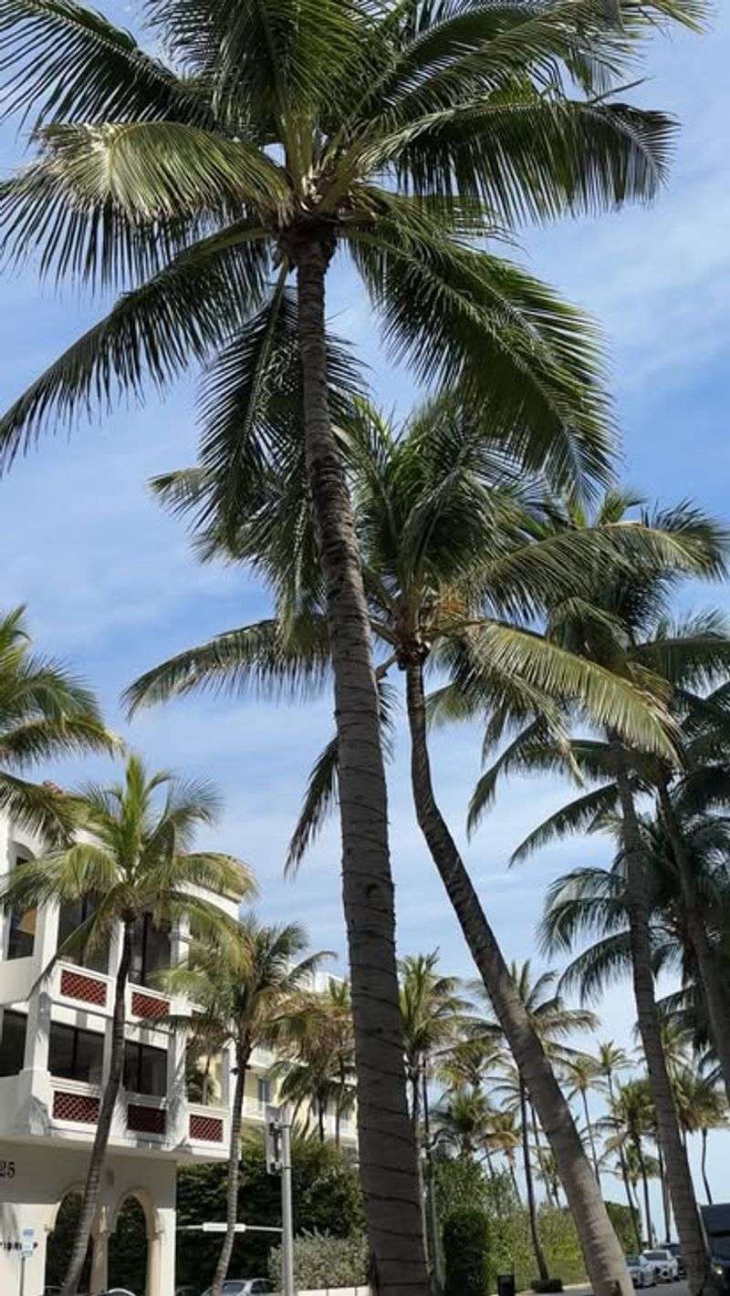 Palm Tree