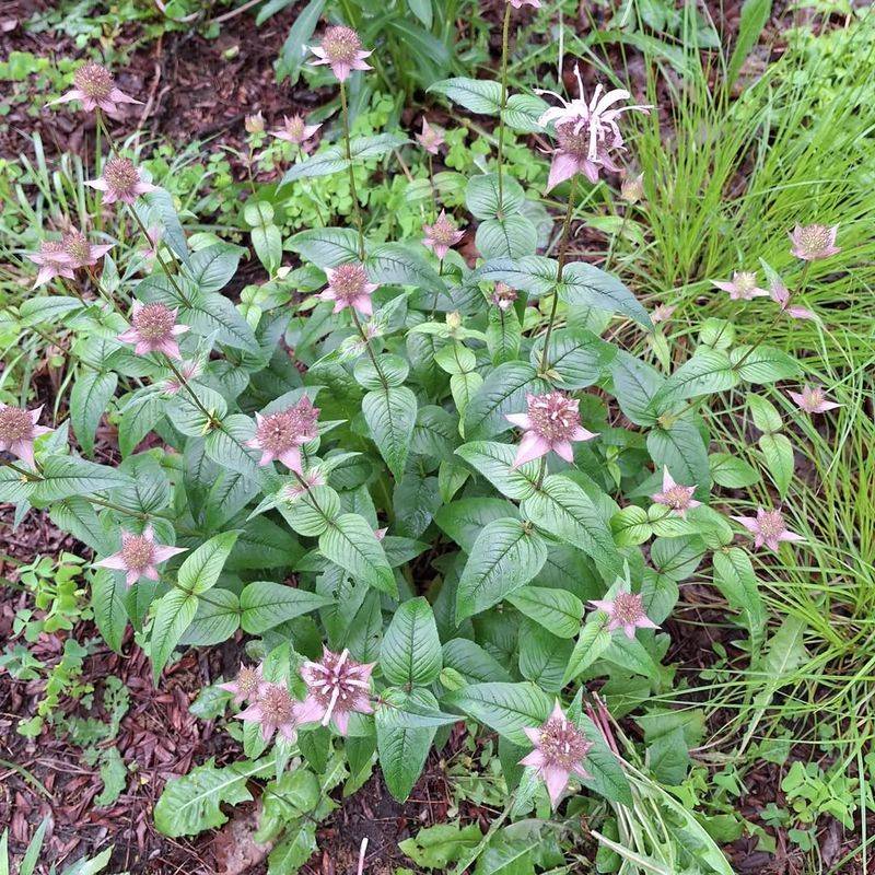 Choosing Native Plants