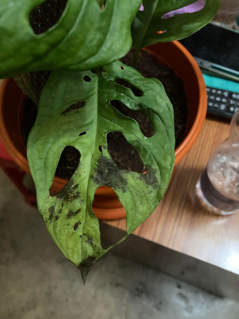 Black Spots on Leaves