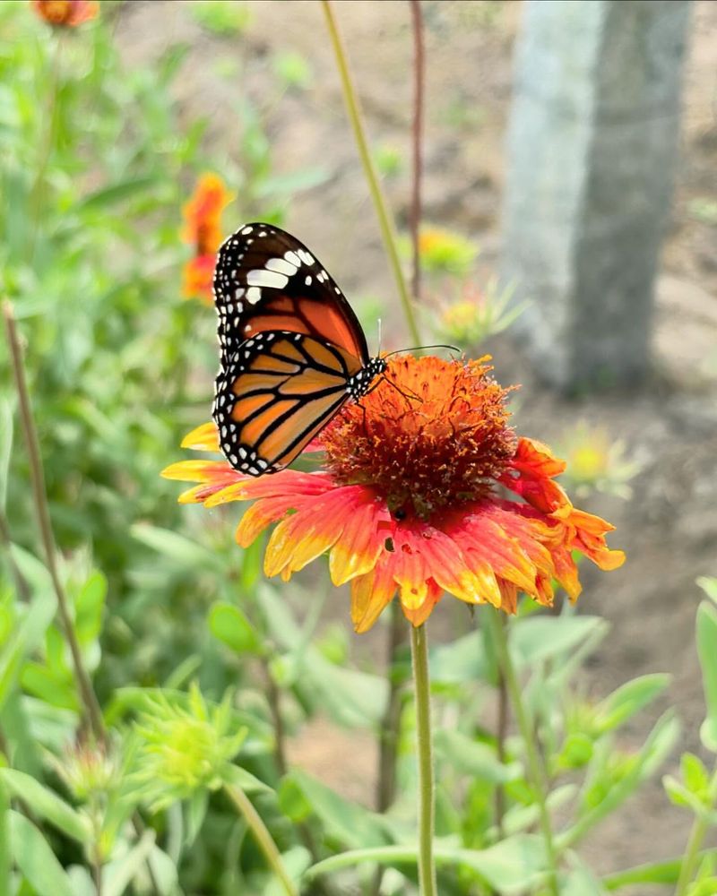 Attracts Pollinators