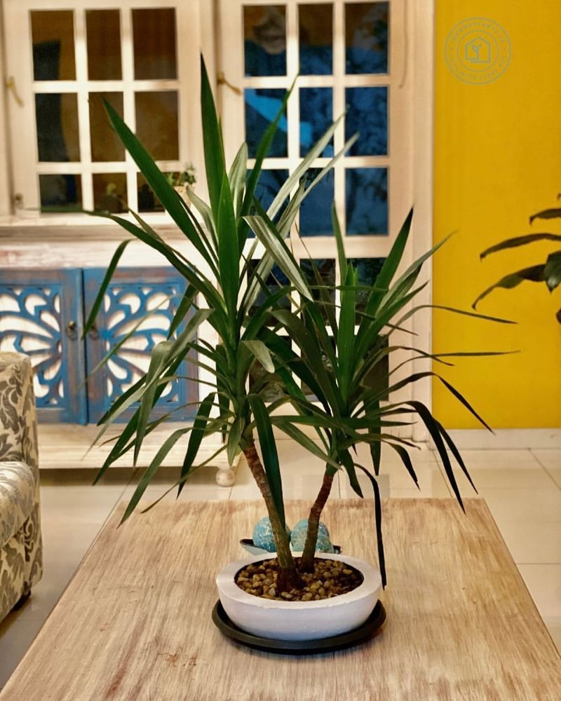 Yucca