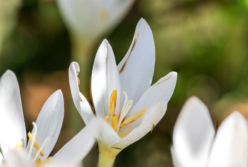 Autumn Crocus