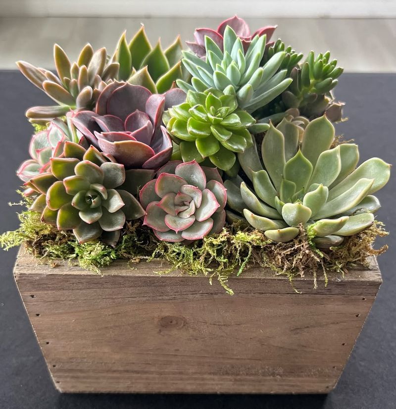 Succulents (like Echeveria)