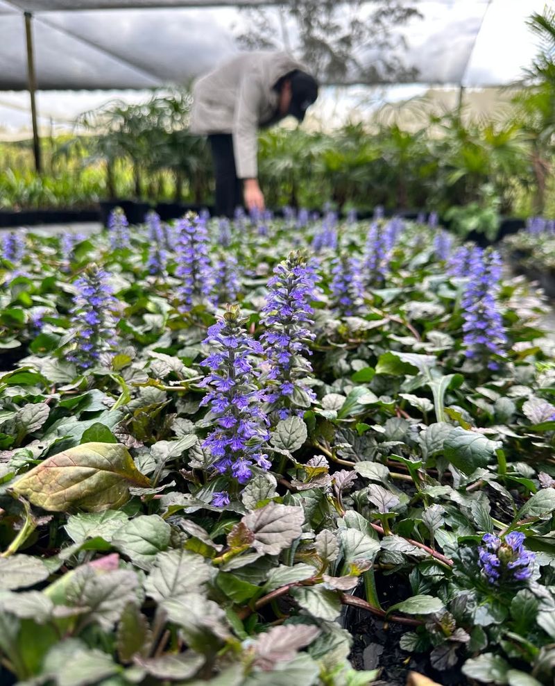 Ajuga