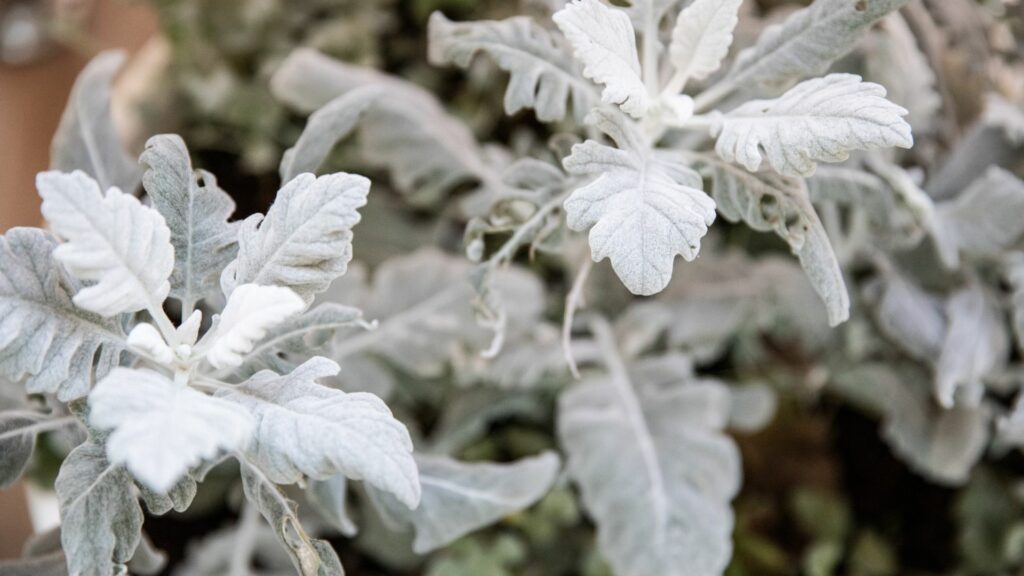 Dusty Miller