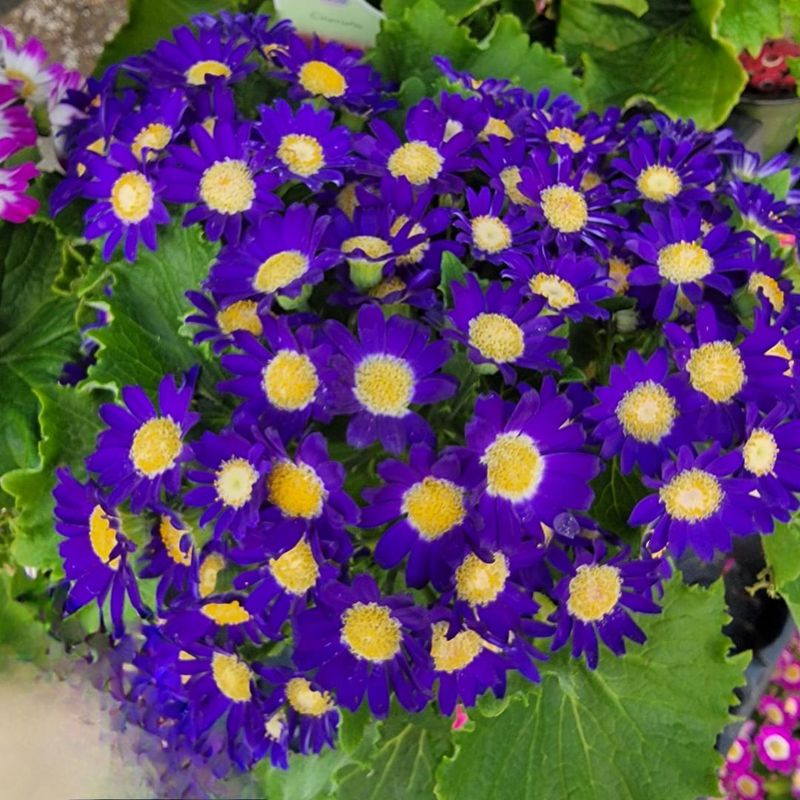 Cineraria