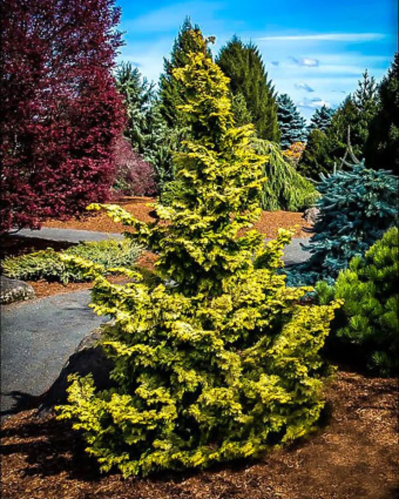 Dwarf Hinoki Cypress