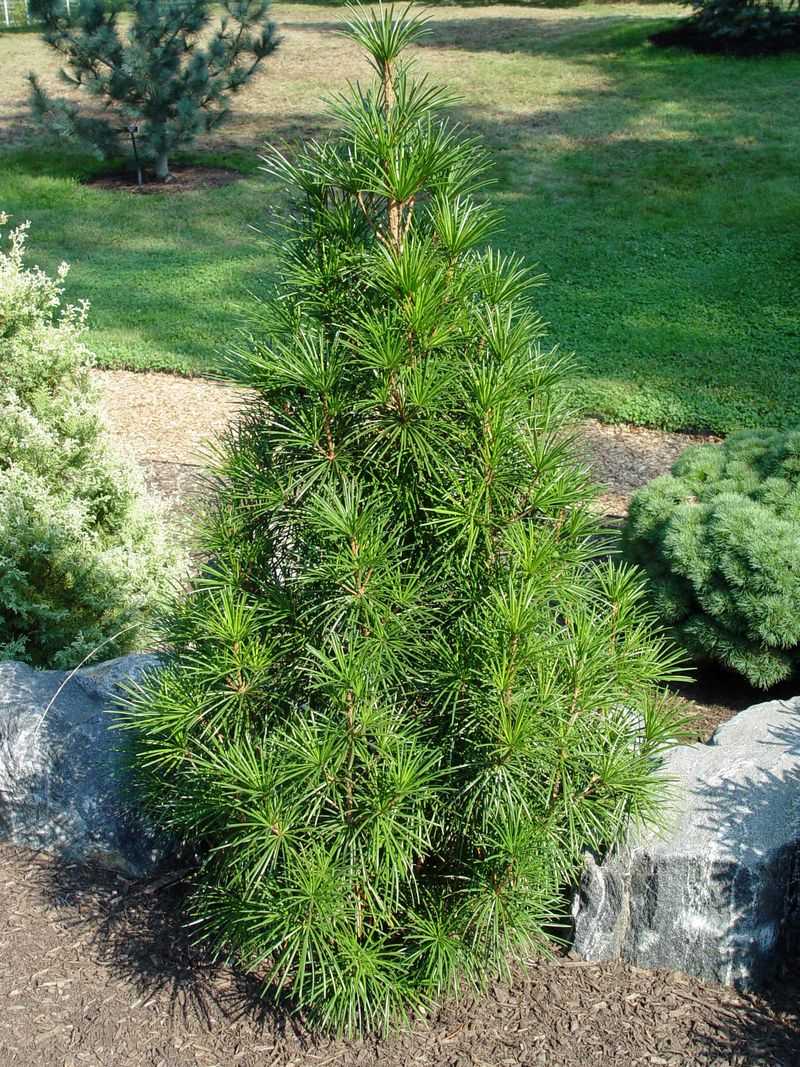 Dwarf Japanese Umbrella Pine