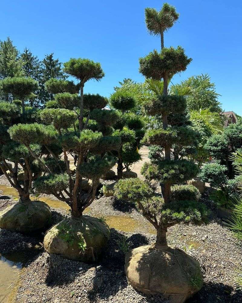 Dwarf Scots Pine