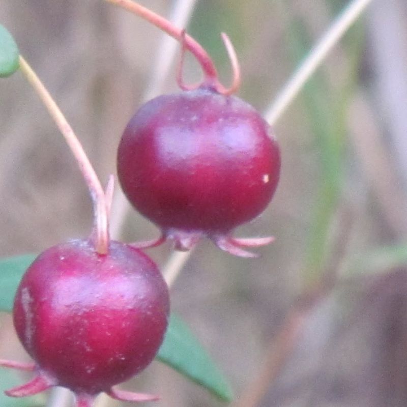 Chilean Guava (Ugni molinae)