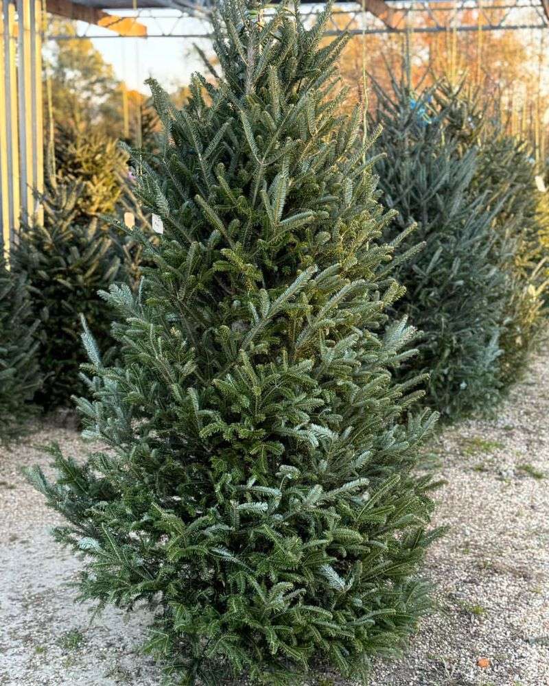 Dwarf Balsam Fir