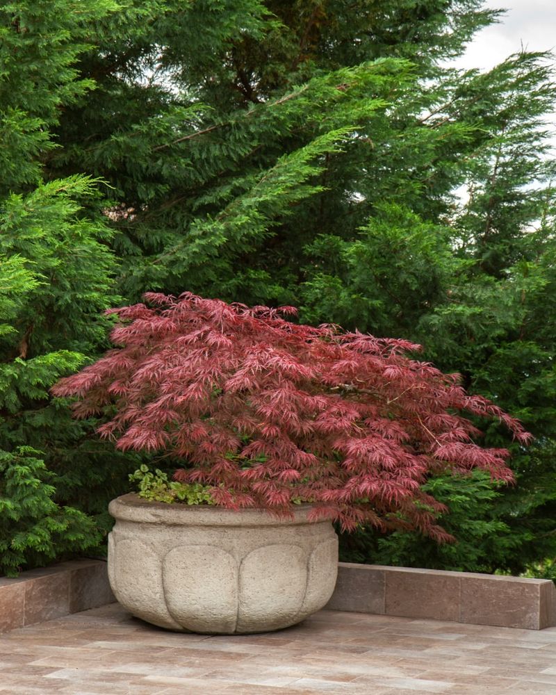 Dwarf Japanese Maple