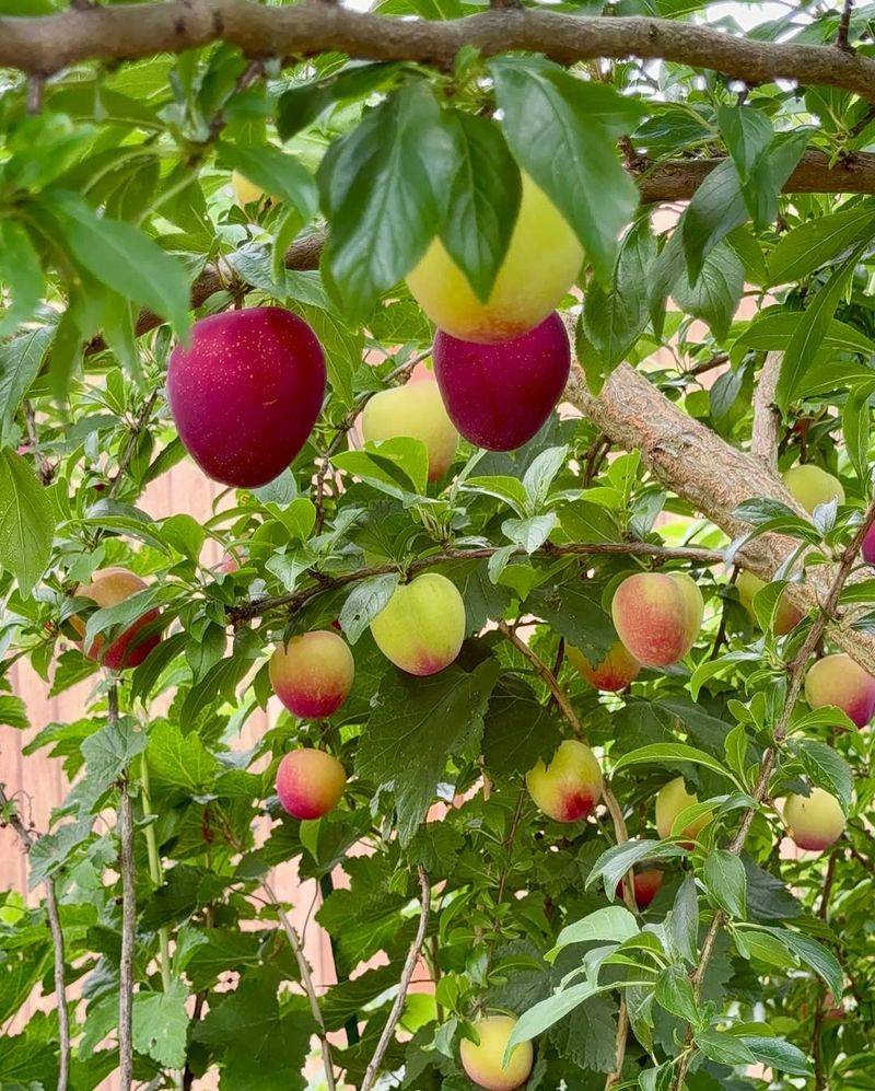 Dwarf Plum Tree